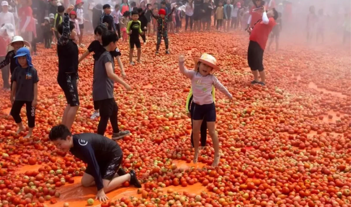 Güney Kore’de Domatesler Havada Uçuştu! Hwacheon Festivali Renkli Görüntülere Sahne Oldu