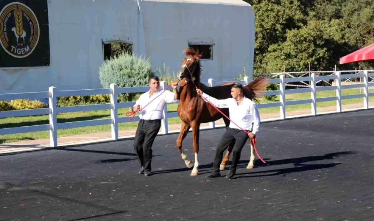 Karacabey Harası’ndan Rekor Gelir: 58 Taydan 25 Milyon TL